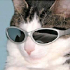 Meet your Posher, Maya